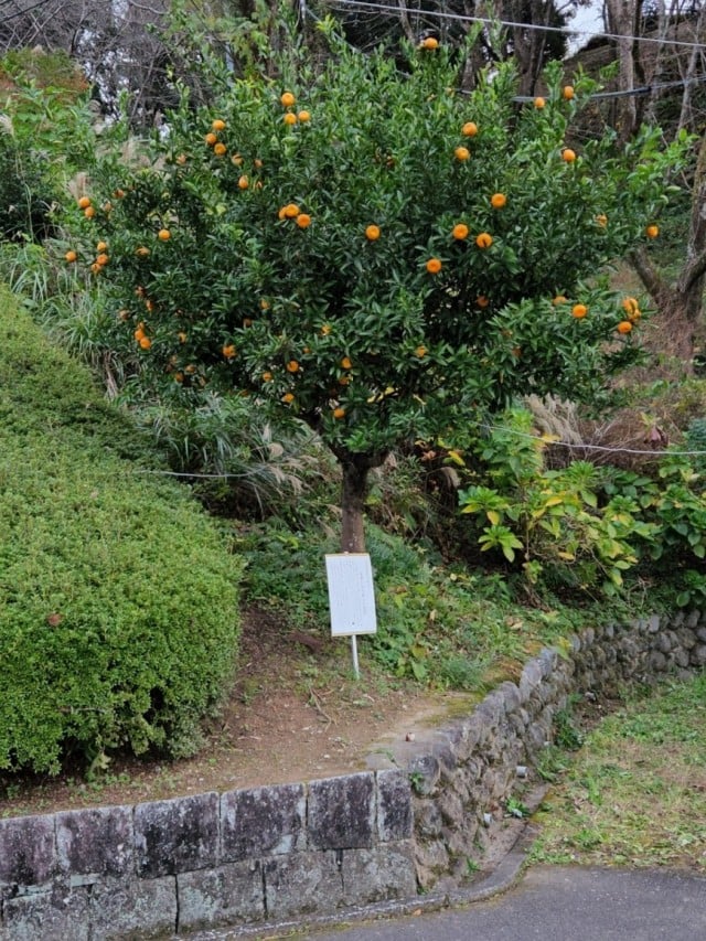 家康公お手植えのミカン